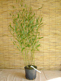 Bambus-Gummersbach Phyllostachys heteroclada - Wasserbambus