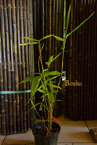 Bambus-Gummersbach: Phyllostachys pubescens Moso - Hhe in Deutschland bis 7 Meter - Ort: Gummersbach