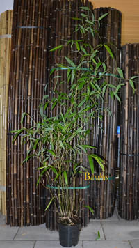 Bambus-Gummersbach: Phyllostachys atrovaginata - Hhe 150 cm - Ort: Gummersbach