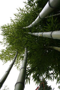Bambus-Gummersbach: Detailansicht vom Phyllostachys vivax huangwenzhu - Ort: Gummersbach