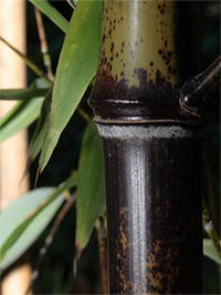 Bambus-Gummersbach Detail Halmansicht bei der Umfaerbung.
