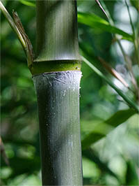 Bambus-Gummersbach: Phyllostachys atrovaginata - Detailansicht Halm nach dem Austrieb - Ort: Gummersbach