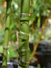 Bambus-Gummersbach Halmansicht Phyllostachys aurea mit den typischen Knoten