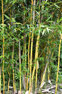 Bambus-Gummersbach: Phyllostachys aureosulcata Aureocaulis mit neuen Halmen - Ort: Gummersbach