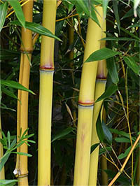 Bambus-Gummersbach: Detail vom Bambushalm der Sorte Phyllostachys aureosulcata Aureocaulis - Ort: Gummersbach