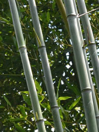 Bambus-Gummersbach: Phyllostachys aureosulcata alata - typische olivfrbung der Halme - Ort: Gummersbach