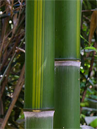 Bambus-Gummersbach Halmzeichnung von der Bambussorte Phyllostachys vivax huangwenzhu