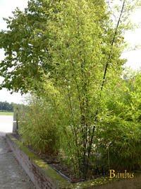 Bambus-Gummersbach: Bambushain von Phyllostachys Nigra Punctata - Ort: Gummersbach