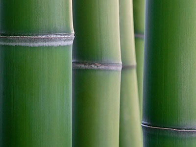 Bambus-Gummersbach Phyllostachys